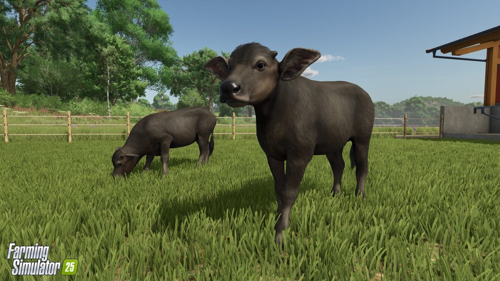 Farming Simulator 25 : bétail au pâturage et buffles d'eau 